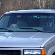 dog-driving-car