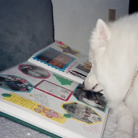 Jersey checking out a scrapbook page that includes photos of him.