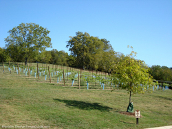 arrington-vineyards-franklin-tennessee.jpg