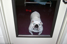 bulldog-in-private-doggie-suite.jpg