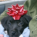 Tenor, our Christmas puppy.