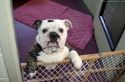 dog-and-baby-gate-in-open-room.jpg
