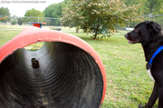 dog-tunnel-at-franklin-dog-park2.jpg