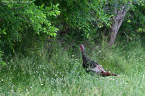 franklin-tennessee-turkey.jpg