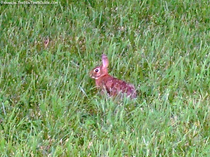 franklin-tn-bunny-rabbit.jpg