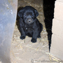 The runt of the litter... a feisty little girl.