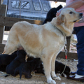 great-pyrenees-mother.jpg