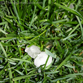 A few of the golf ball sized hail stones that fell during the storms.