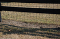 large-gaps-underneath-the-fence.jpg