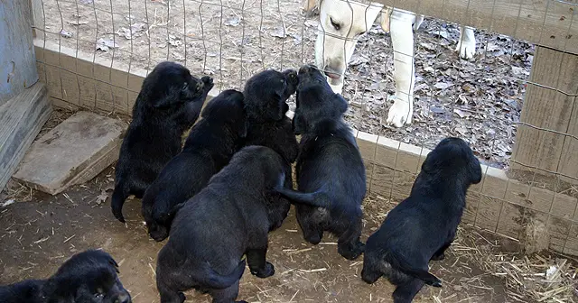 black pups