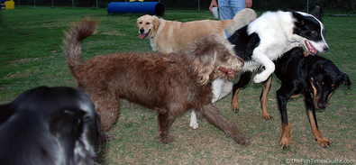 many-dogs-at-the-dog-park.jpg