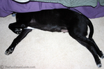 Tenor... out like a light with his head buried under the bed.