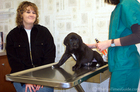 Tenor's first visit to the vet. At 8 weeks of age, he's 12lbs!