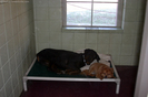 two-dogs-same-family-in-one-room.jpg