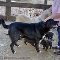 two-generations-great-pyrenees.jpg