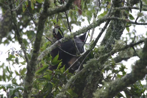 Black-Bear-Up-In-The-Tree