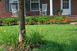 Tiny American flags placed in the yards of local residents by a local realtor.