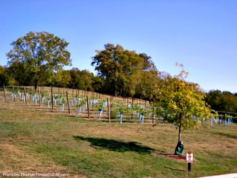 Arrington Vineyards in Franklin, TN has fields of grapevines scattered throughout the hills. photo by Brenda