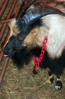 A big fainting goat in the 'petting zoo' at the 2003 Lewisburg Goat Festival.