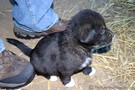 Black puppy with four white paws... a male.