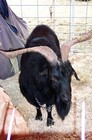 A black fainting goat.