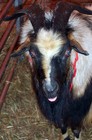 A big black goat up close.