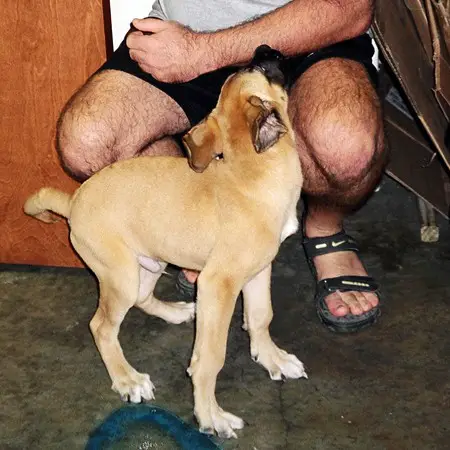 Bull mastiff puppy at the vet.