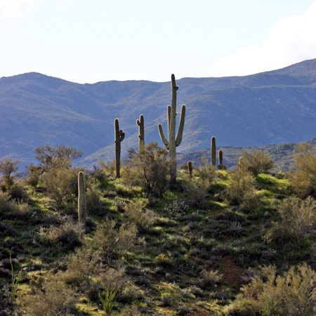 Cactus spotted along the road between Sedona and Phoenix.