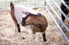 A cute fainting goat.