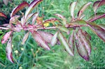 Damaged leaves from Japanese Beetles.