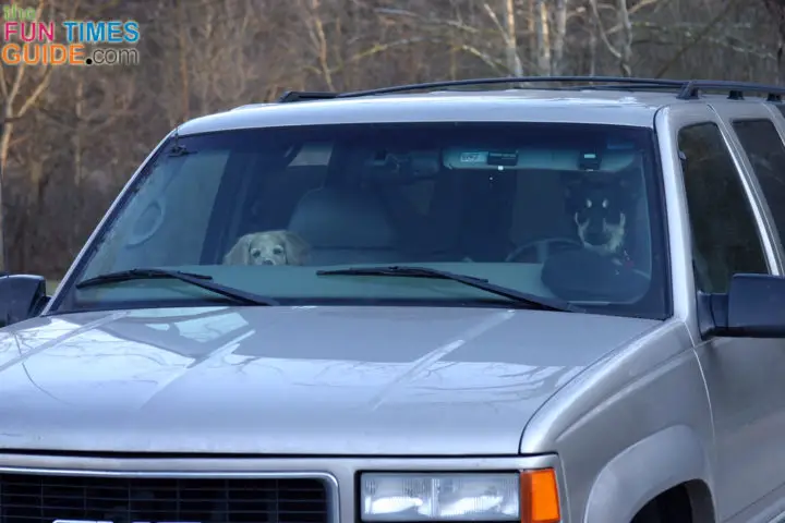 dog-driving-car