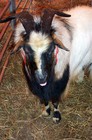 A fainting goat at the festival.