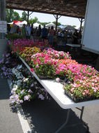 flowers-franklin-farmers-market.jpg
