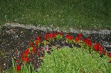 Hail damaged flowers in our front flower garden. Notice the fallen petals, and the hail pellets along the grass line?