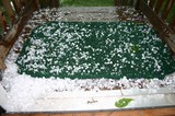 Hail pellets congregated on our doorstep.