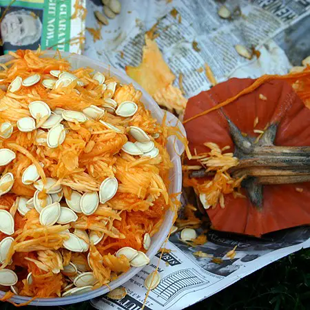 Halloween pumpkin seeds and carved pumpkin lid on newspaper. Photo Ã‚Â©2004 Jim & Lynnette's Fun Times Guide //thefuntimesguide.com