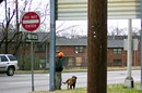 Homeless man and his homeless dog in Nashville.