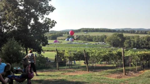 Hot air balloons at Arrington Vineyards. 