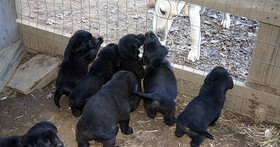 A litter of Black Lab/Great Pyrenees puppies checking out the neighbor's dog.