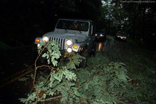 tree-fell-on-jeep.jpg