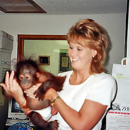 A highlight of working at The ZOO Gulf Breeze was holding a baby orangutan.