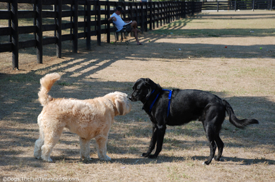 new-friends-at-the-dog-park.jpg