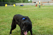 tenor-having-fun-at-the-dog-park.jpg